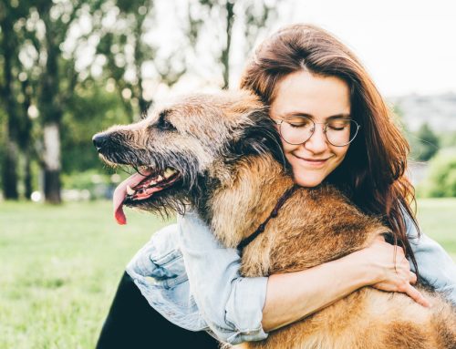 Assessing Your Senior Pet’s Quality of Life