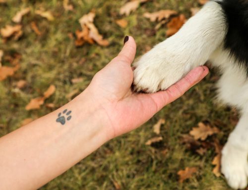 8 Special Ways To Memorialize Your Pet