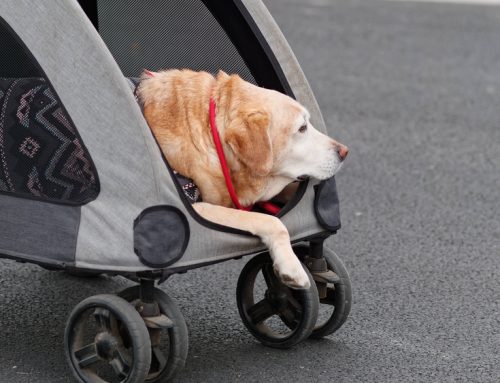 Tips for Helping Your Specially Abled Pet Live a Fulfilling Life